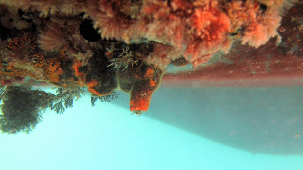 Biofouling on a ship’s hull increases drag, fuel consumption, and maintenance costs, and current anti-fouling techniques release harmful chemicals into marine environments. (Photo credits: Smithsonian Environmental Research Center)